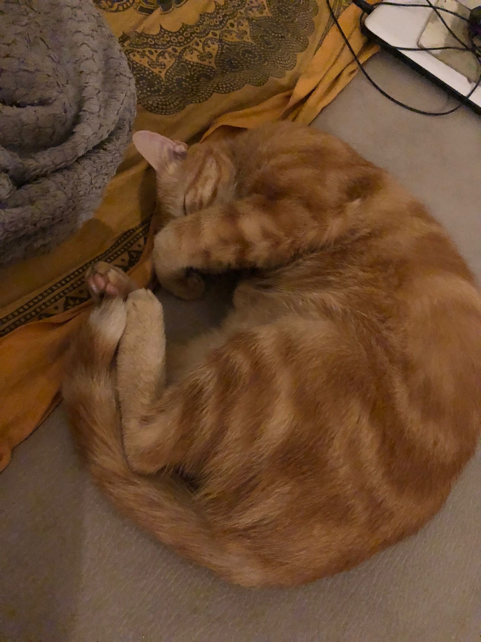 Anouar - Puidoux - Vaud | Club Echangiste