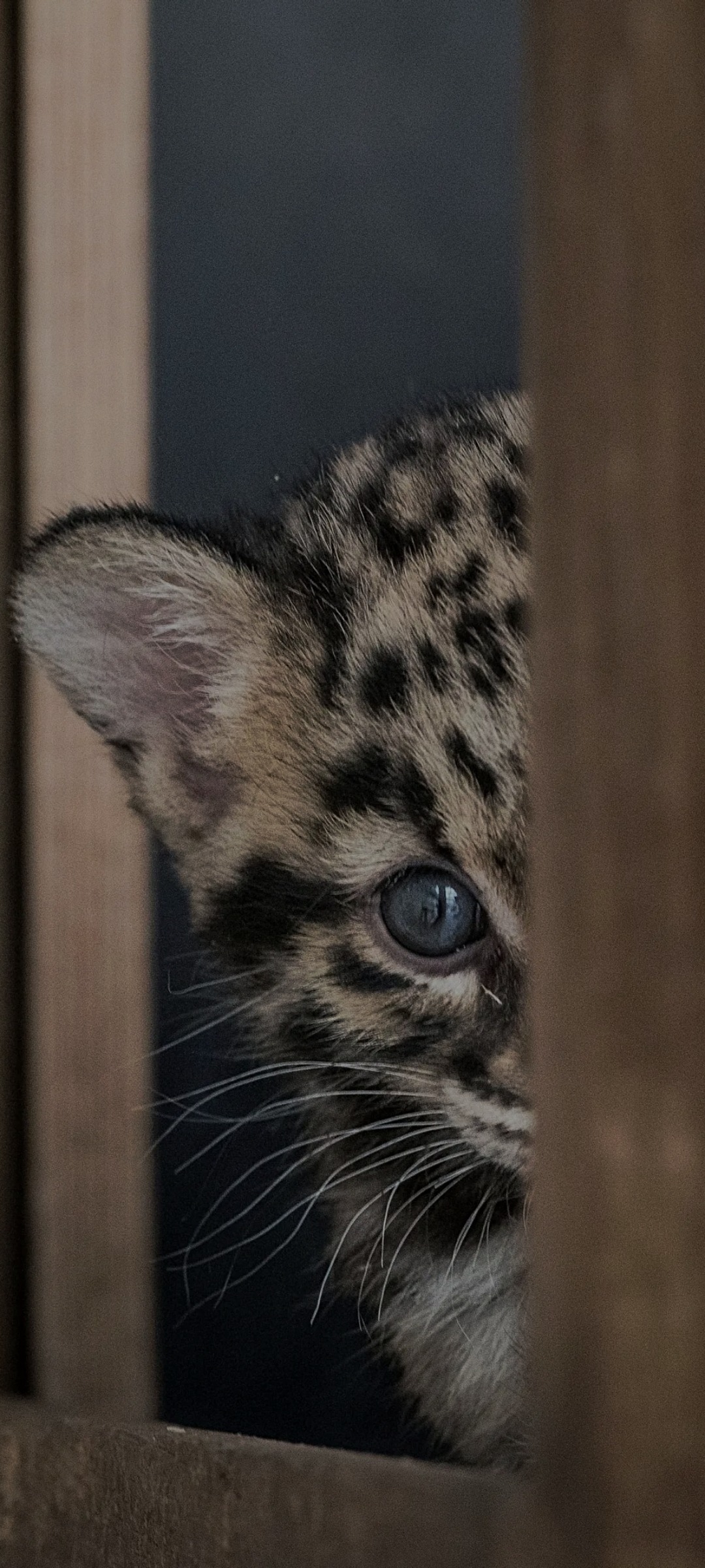 Djemy - S-chanf - Grisons | Club Echangiste